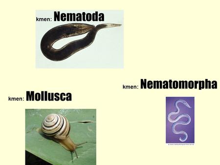 Kmen: Nematoda kmen: Nematomorpha kmen: Mollusca.