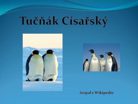 Tučňák Císařský čerpal z Wikipedie.