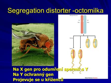 Segregation distorter -octomilka
