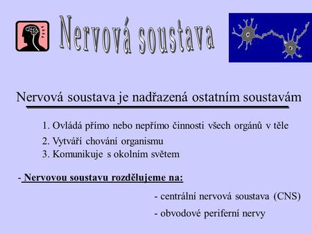 Nervová soustava Nervová soustava je nadřazená ostatním soustavám