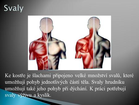 Svaly Ke kostře je šlachami připojeno velké množství svalů, které umožňují pohyb jednotlivých částí těla. Svaly hrudníku umožňují také jeho pohyb při dýchání.