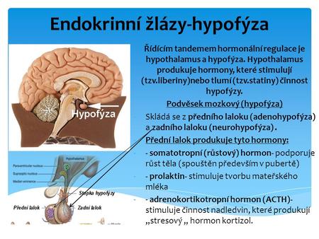 Endokrinní žlázy-hypofýza