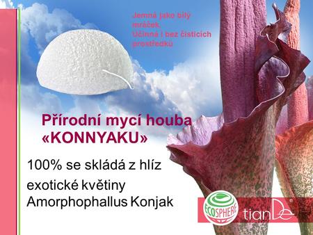 Přírodní mycí houba «KONNYAKU» 100% se skládá z hlíz exotické květiny Amorphophallus Konjak Jemná jako bílý mráček, Účinná i bez čisticích prostředků.