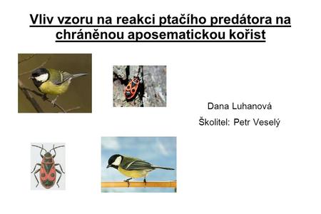 Vliv vzoru na reakci ptačího predátora na chráněnou aposematickou kořist Dana Luhanová Školitel: Petr Veselý.