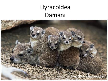 Hyracoidea Damani.