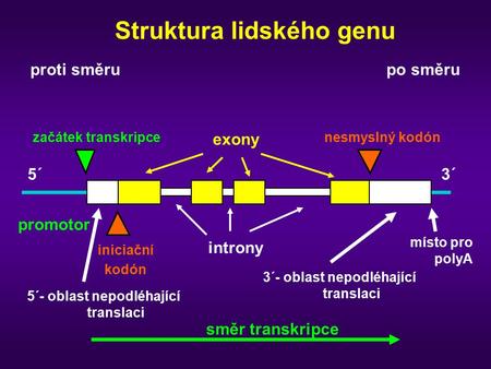 Struktura lidského genu