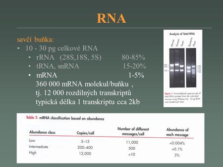 RNA savčí buňka: pg celkové RNA rRNA (28S,18S, 5S) 80-85%