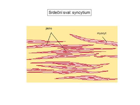 Srdeční sval: syncytium