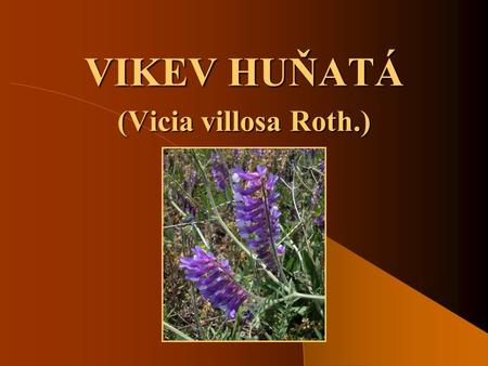 VIKEV HUŇATÁ (Vicia villosa Roth.).