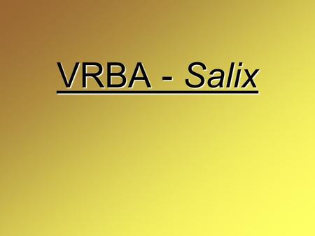 VRBA - Salix.