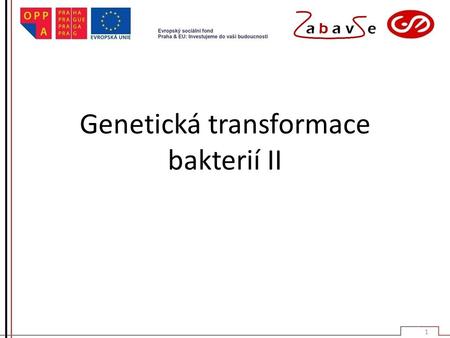 Genetická transformace bakterií II