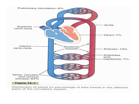Kapilární síť Arterioly → kapiláry Arterioly → metarterioly → kapiláry Metarterioly spojují arterioly a venuly Arteriovenózní zkraty (anastomózy)