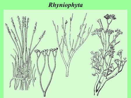 Rhyniophyta.