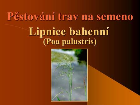 Pěstování trav na semeno Lipnice bahenní (Poa palustris)