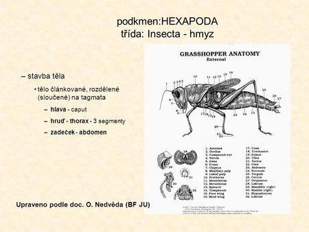 podkmen:HEXAPODA třída: Insecta - hmyz