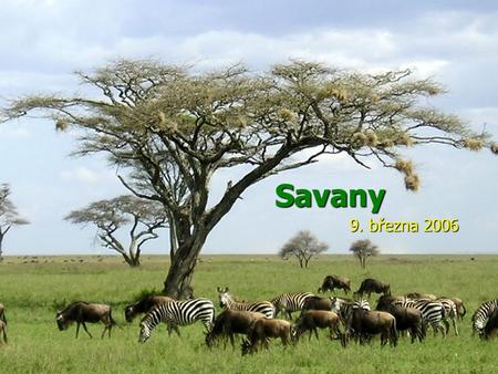 Savany 9. března 2006.