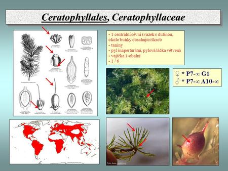 Ceratophyllales, Ceratophyllaceae