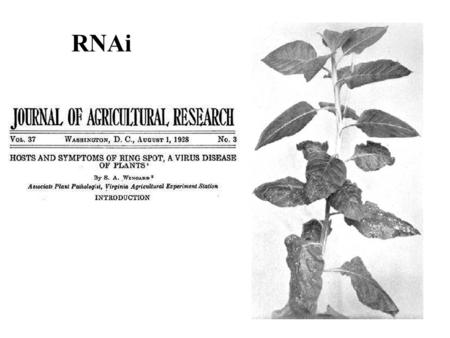 RNAi. Rich Jorgensen a kolegové vložili gen produkující pigment do petunií (použili silný promotor) Místo silné pigmentace se objevily rostliny variegované.