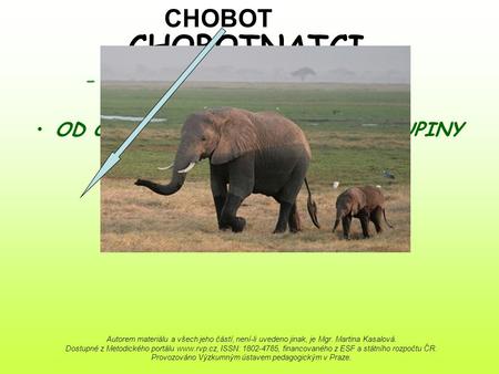 CHOBOTNATCI - největší suchozemští savci