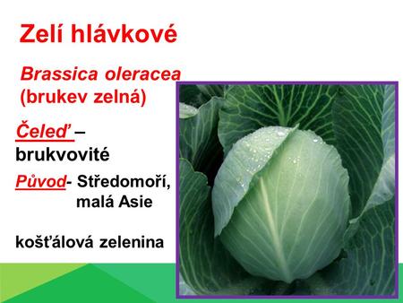Zelí hlávkové Brassica oleracea (brukev zelná) Čeleď – brukvovité