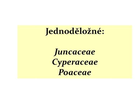 Juncaceae Cyperaceae Poaceae