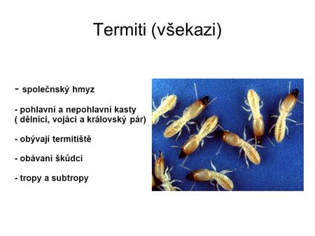 Termiti (všekazi) - společnský hmyz - pohlavní a nepohlavní kasty
