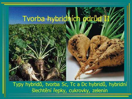 Tvorba hybridních odrůd II Typy hybridů, tvorba Sc, Tc a Dc hybridů, hybridní šlechtění řepky, cukrovky, zelenin.