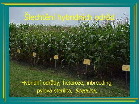Šlechtění hybridních odrůd Hybridní odrůdy, heteroze, inbreeding, pylová sterilita, SeedLink,