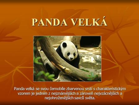 PANDA VELKÁ Panda velká se svou černobíle zbarvenou srstí s charakteristickým vzorem je jedním z nejznámějších a zároveň nejvzácnějších a nejohroženějších.