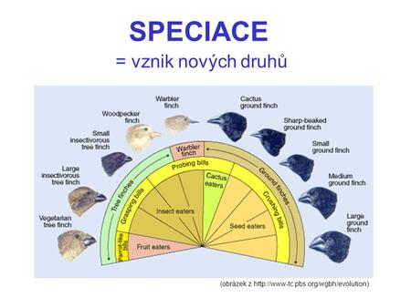 SPECIACE = vznik nových druhů (obrázek z