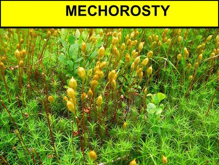 MECHOROSTY.  nejstarší suchozemské vyšší rostliny (dochované do současnosti)  nemají pravá vodivá ani podpůrná pletiva  rostou ve skupinách a trsech.