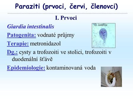 Paraziti (prvoci, červi, členovci) I. Prvoci Giardia intestinalis Patogenita: vodnaté průjmy Terapie: metronidazol Dg.: cysty a trofozoiti ve stolici,