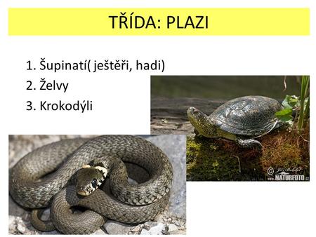 TŘÍDA: PLAZI 1. Šupinatí( ještěři, hadi) 2. Želvy 3. Krokodýli.