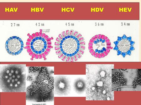 HAVHBVHCVHDVHEV. Hepatitidy A,B,C,E - nemocnost/100 000 obyvatel v letech 2004-2013 nemocnost/100 000 obyvatel rok.