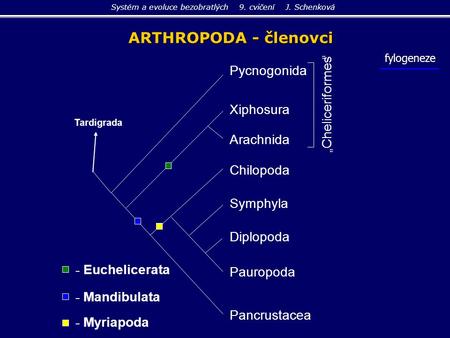 ARTHROPODA - členovci Systém a evoluce bezobratlých 9. cvičení J. Schenková Pycnogonida Tardigrada Chilopoda Symphyla Xiphosura Arachnida - Euchelicerata.