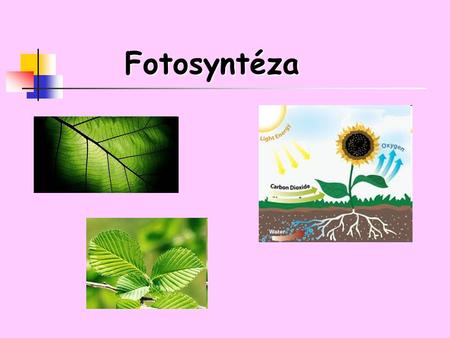 Fotosyntéza. Fotosyntéza je složitý proces probíhající v několika stupních v zelených částech rostlin. Účinkem světla za přítomnosti zeleného barviva.