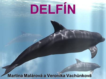 DELFÍN Martina Malárová a Veronika Vachůnková. POPIS DELFÍNA -Živí se rybami a dalšímy mořskými živočichy, např. korýši a hlavonožci. Spotřebuje jich.