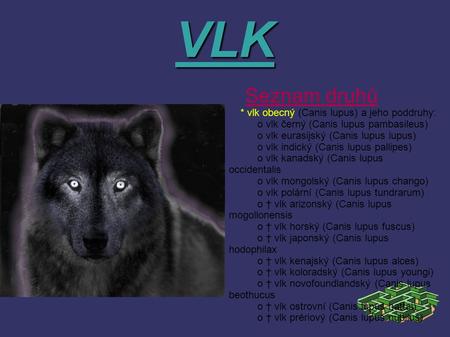 VLK * vlk obecný (Canis lupus) a jeho poddruhy: o vlk černý (Canis lupus pambasileus) o vlk eurasijský (Canis lupus lupus) o vlk indický (Canis lupus pallipes)