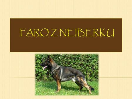 Faro je pěkně rostlý, vlkošedý silný pes s VÝBORNÝM hodnocením z KVV, oplývá velkým sebevědomím, které má po svém otci, které předvádí především při.