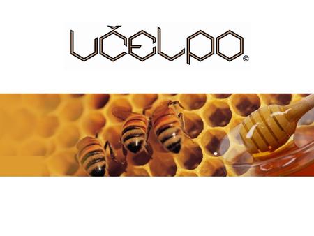 Včelí produkty Včelpo – šance pro naše zdraví