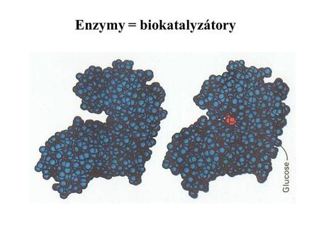 Enzymy = biokatalyzátory