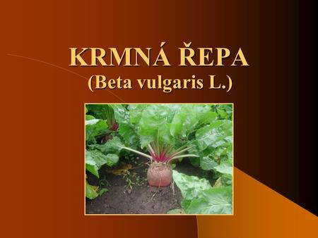KRMNÁ ŘEPA (Beta vulgaris L.).
