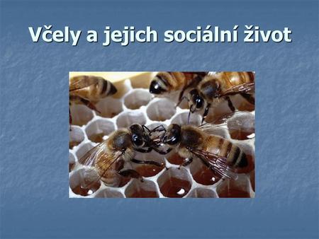 Včely a jejich sociální život