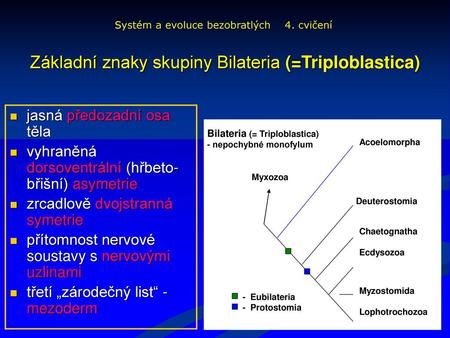 Základní znaky skupiny Bilateria (=Triploblastica)