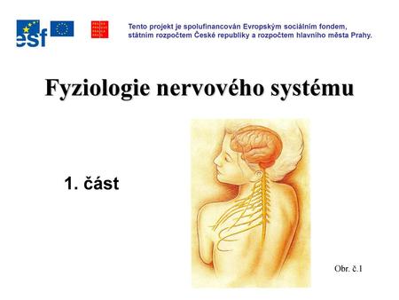 Fyziologie nervového systému