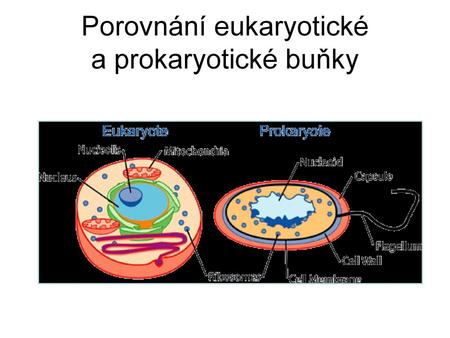 Porovnání eukaryotické a prokaryotické buňky