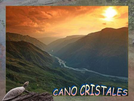CANO CRISTALES.