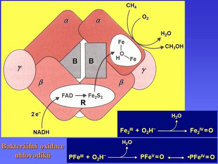 Bakteriální oxidace uhlovodíků