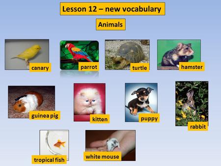 Canary parrot turtle hamster guinea pig kitten puppy rabbit tropical fish white mouse Lesson 12 – new vocabulary Animals.