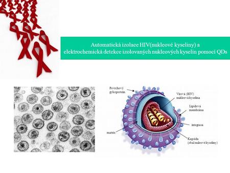 Povrchový gykoprotein Lipidová membrána Virová (HIV) nukleová kyselina integrasa Kapsida (obal nuleové kyseliny) matrix Automatická izolace HIV(nukleové.